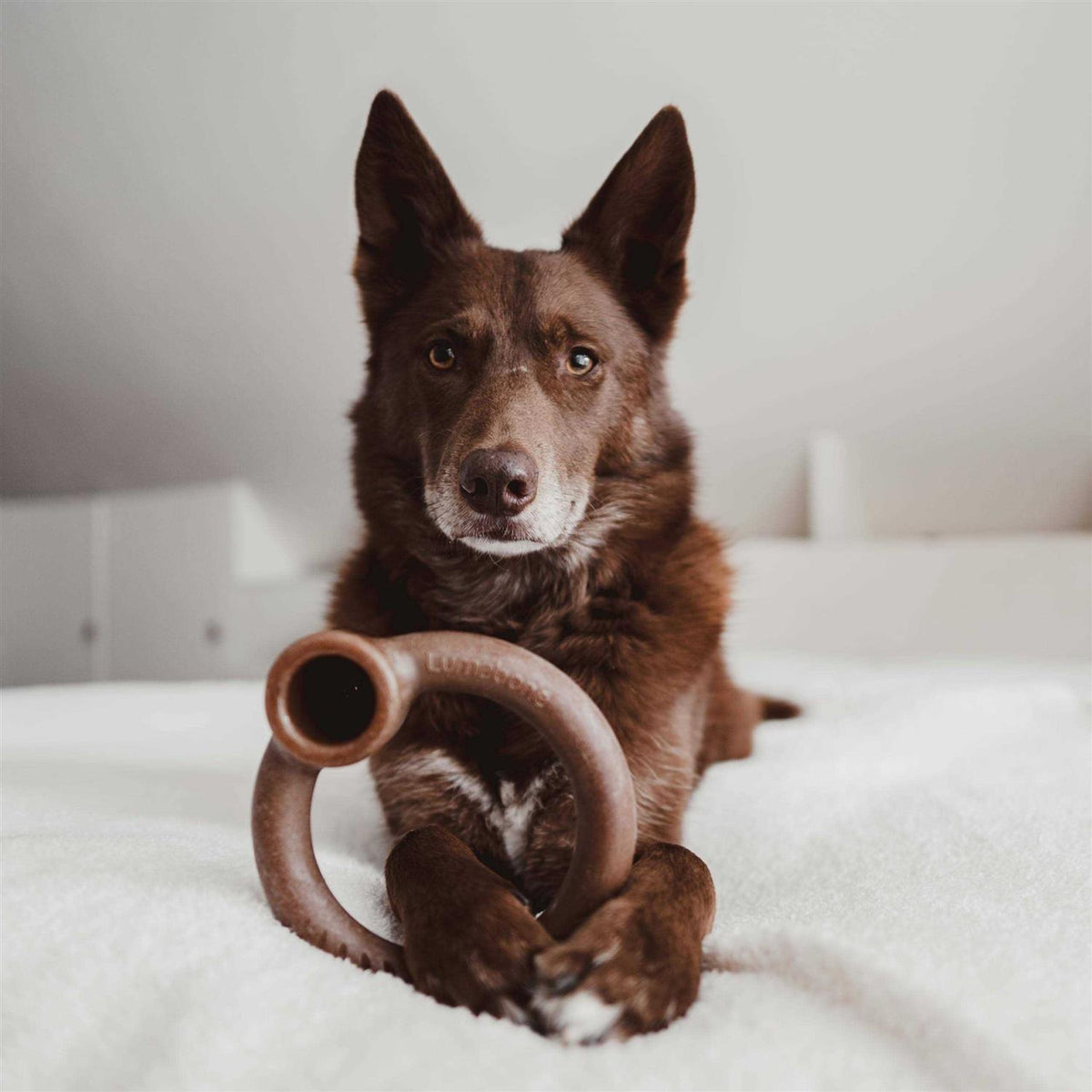 Durable Dog Chew Toys Y90978