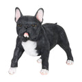 Hand Painted Black French Bulldog Statuary 12 inch Resin S592522