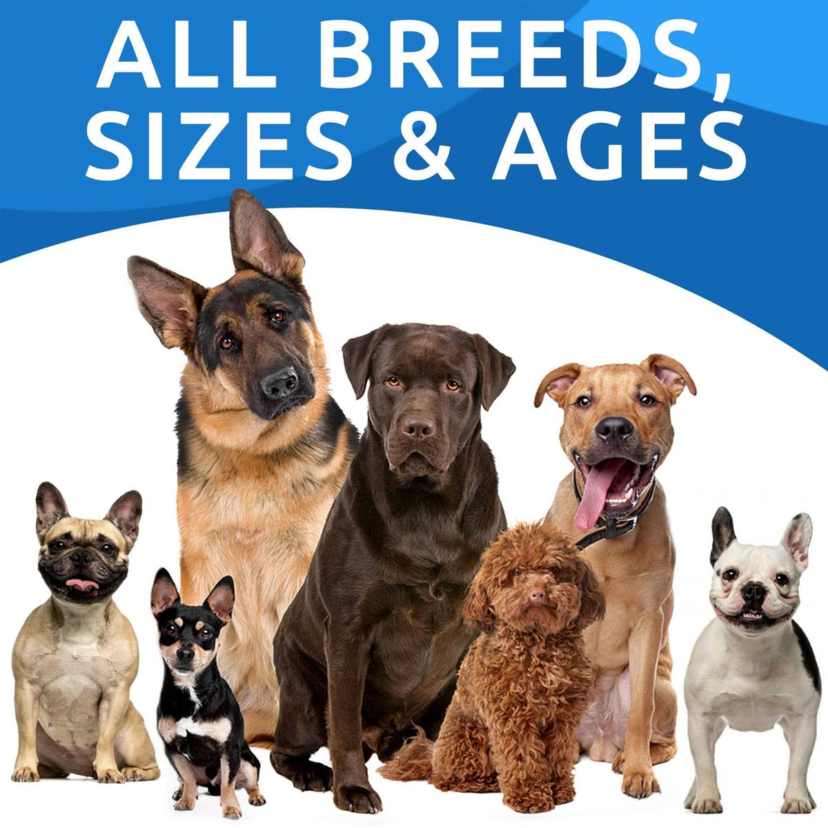 Probiotics For Dogs G66487