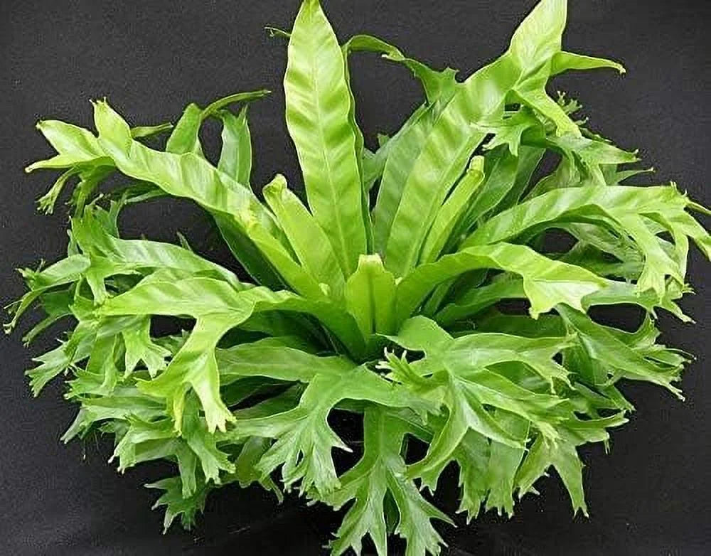 Bird's Nest Fern Live Plant in 4 Inch Pot X80342