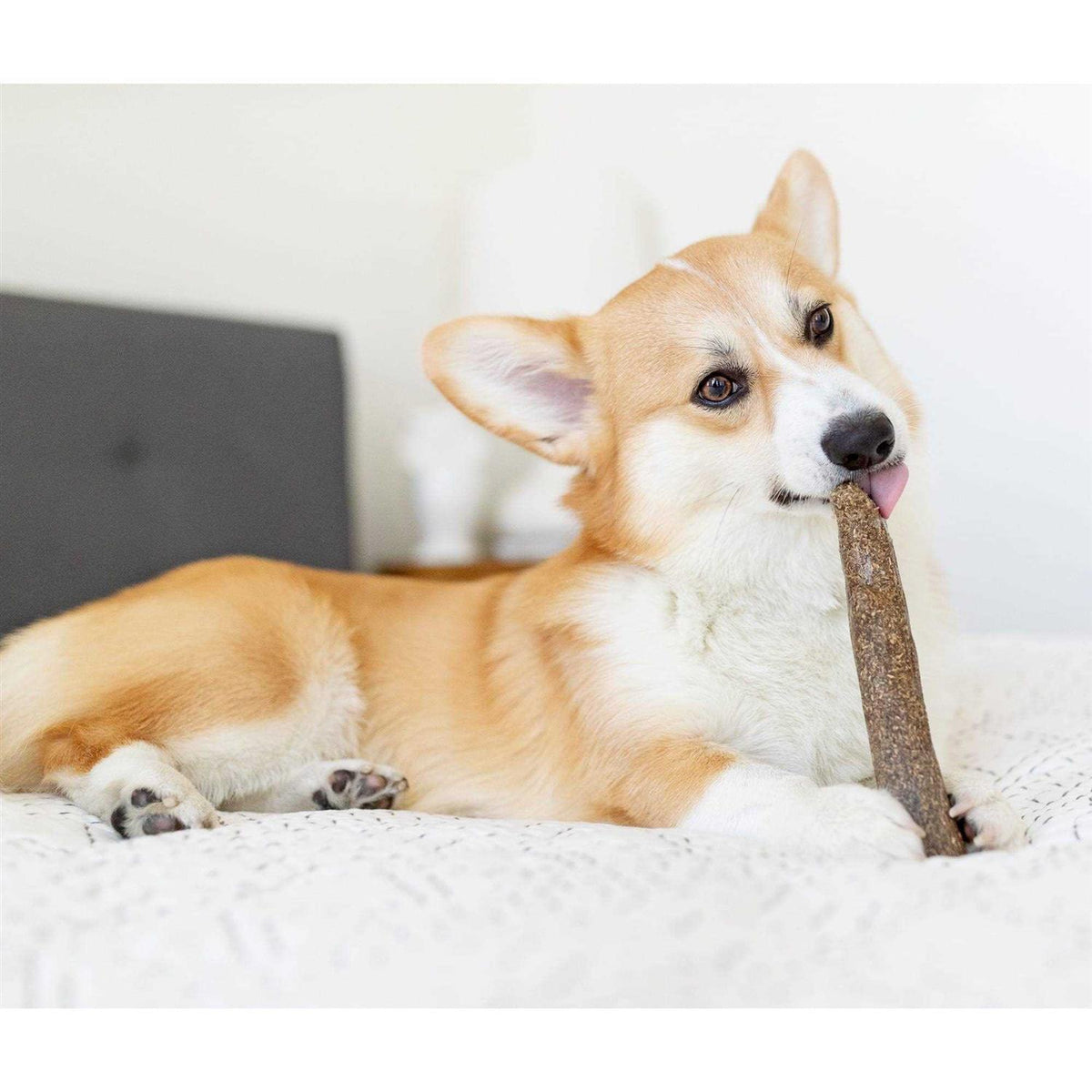Dogwood Calming Chew M21906