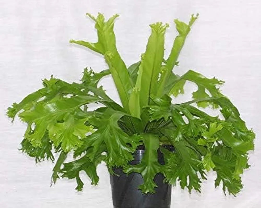 Bird's Nest Fern Live Plant in 4 Inch Pot X80342