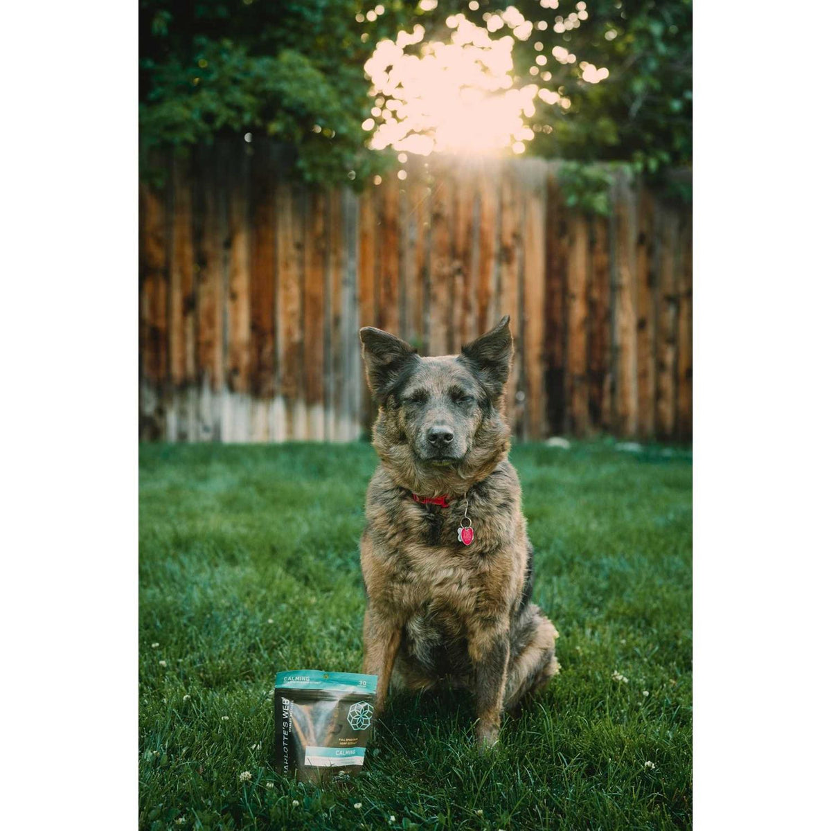 Calming Chews for Dogs D4572
