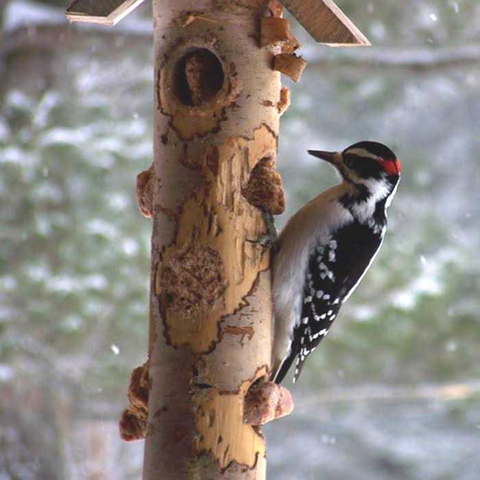 Suet Spread J181