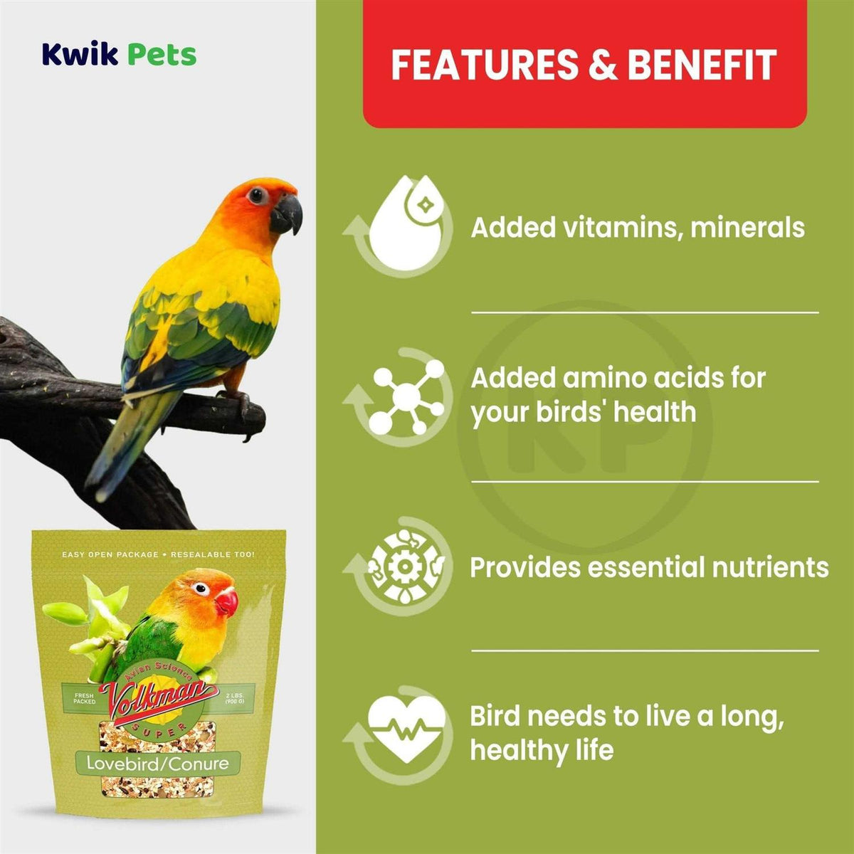 Conure Lovebird E6566