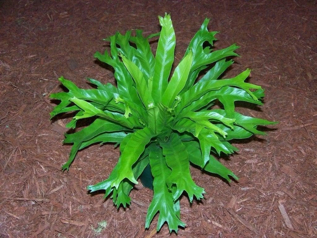 Bird's Nest Fern Live Plant in 4 Inch Pot X80342
