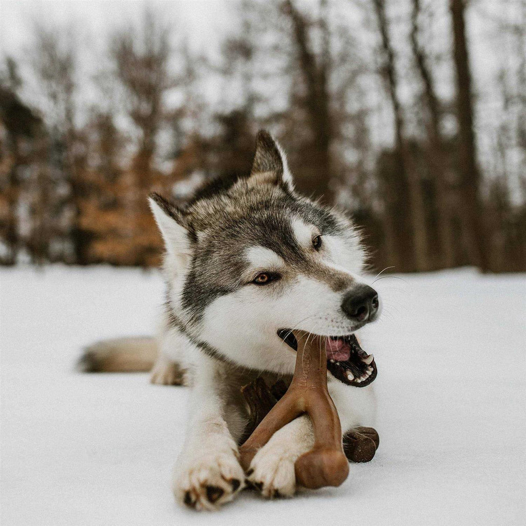 Durable Dog Chew Toys Y90978