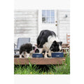 Dog Bowl B289463