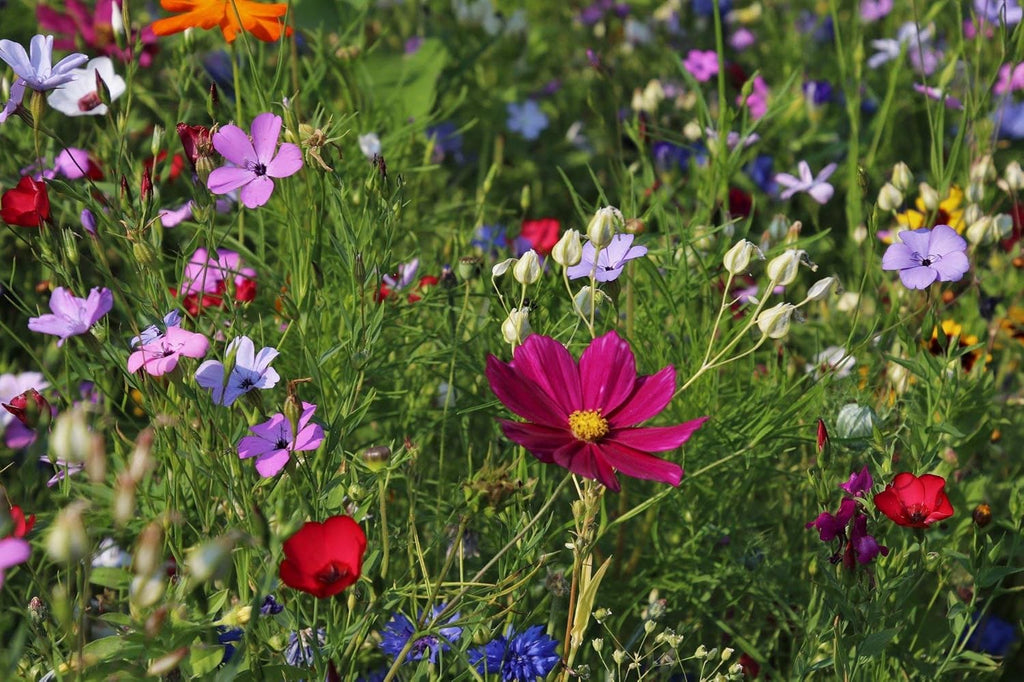 Wildflower Mix K132272