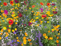 Wildflower Mix K132272