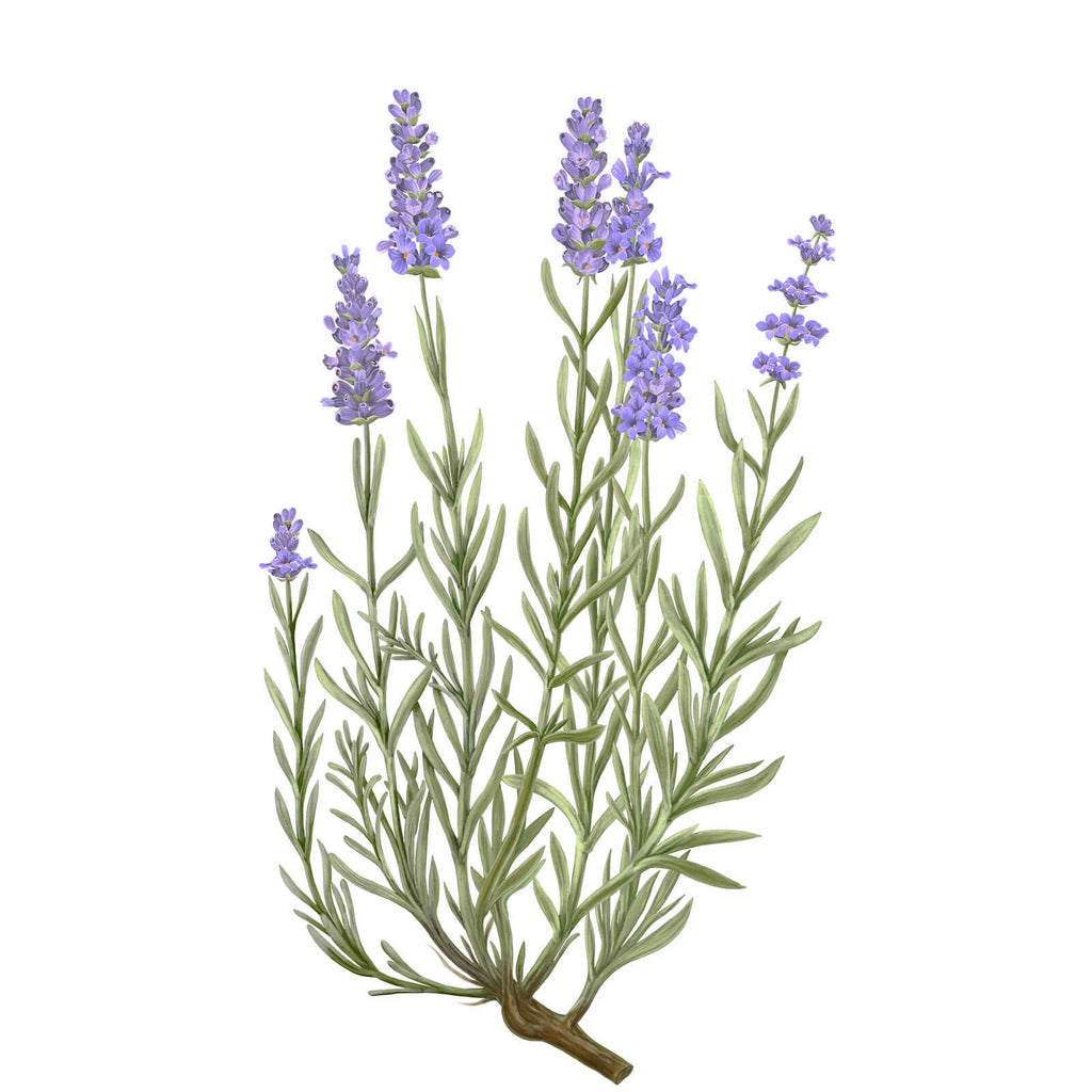 Lavender Diffuser 6.4 oz E159283