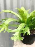 Bird's Nest Fern Live Plant in 4 Inch Pot X80342