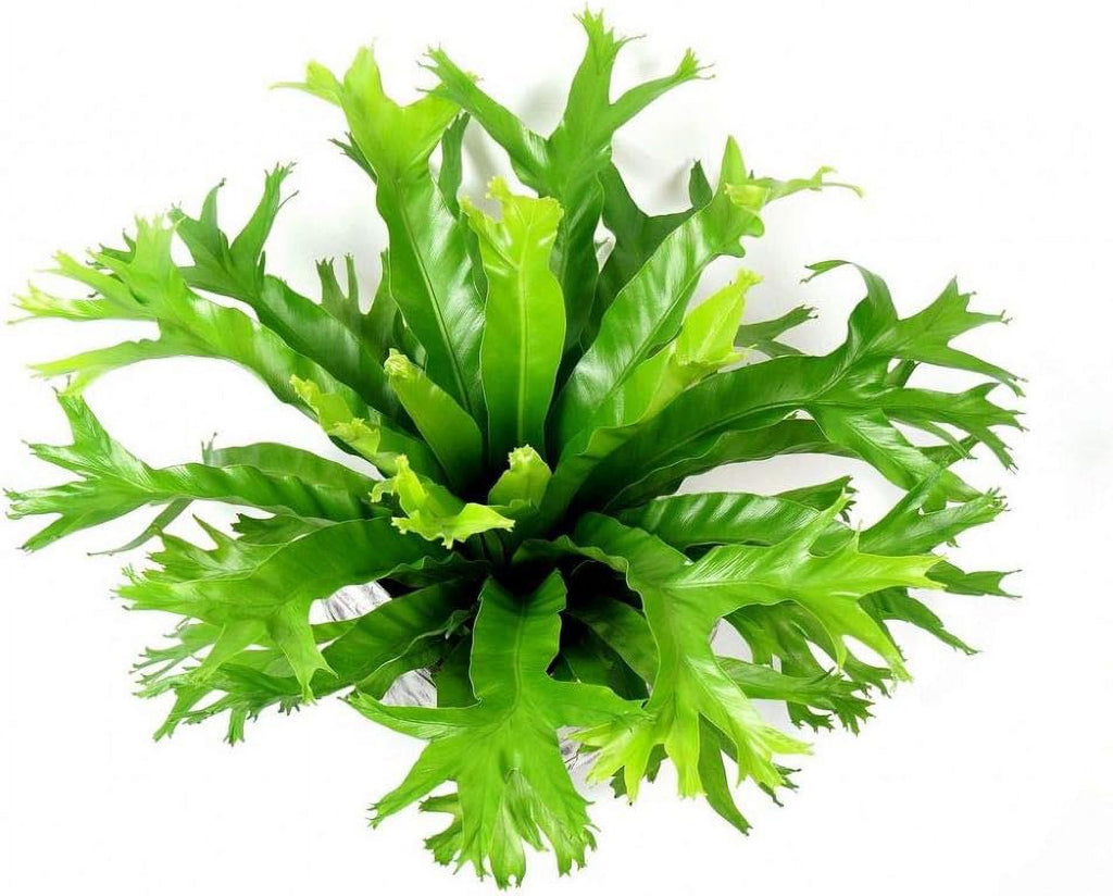 Bird's Nest Fern Live Plant in 4 Inch Pot X80342