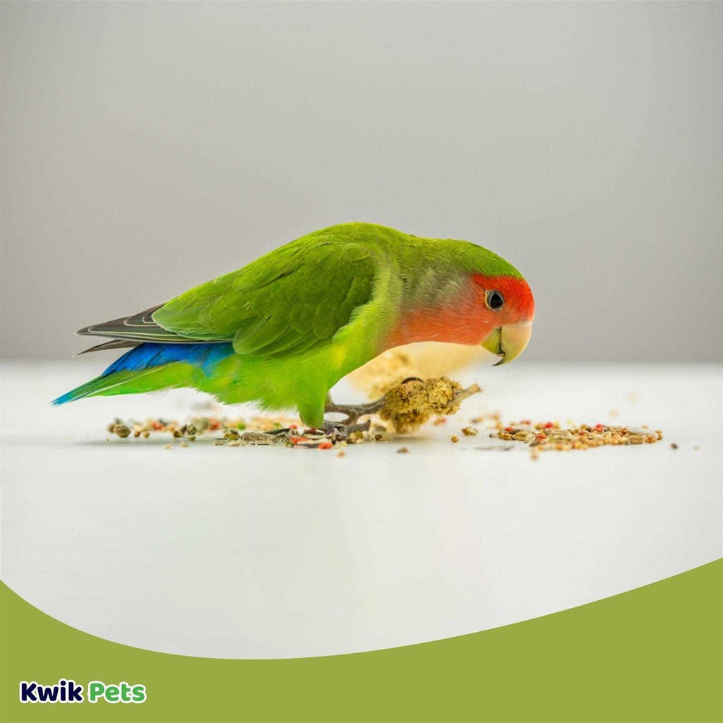 Conure Lovebird E6566
